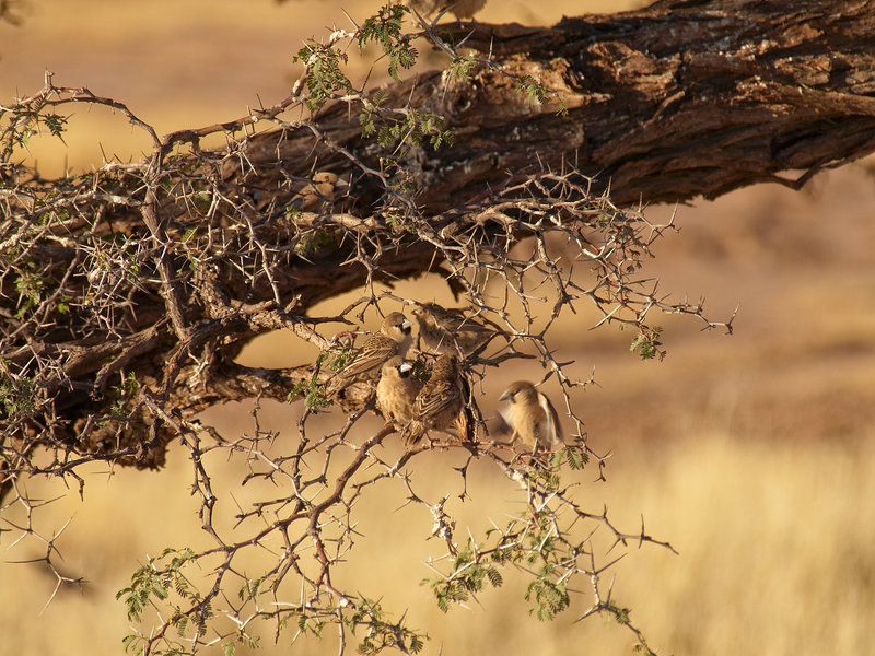 Weaver bird, Kalahari